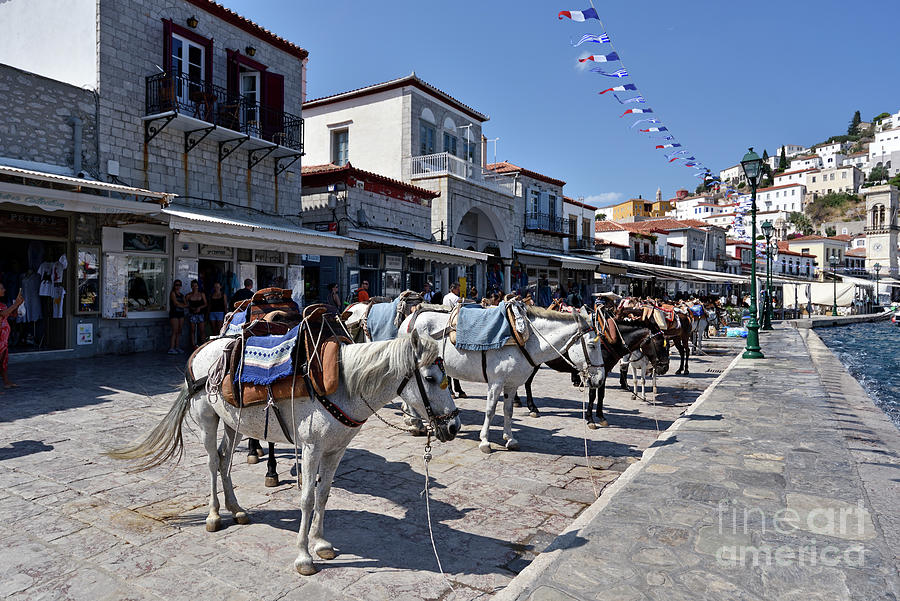 Horses and mules in Hydra island I Photograph by George Atsametakis
