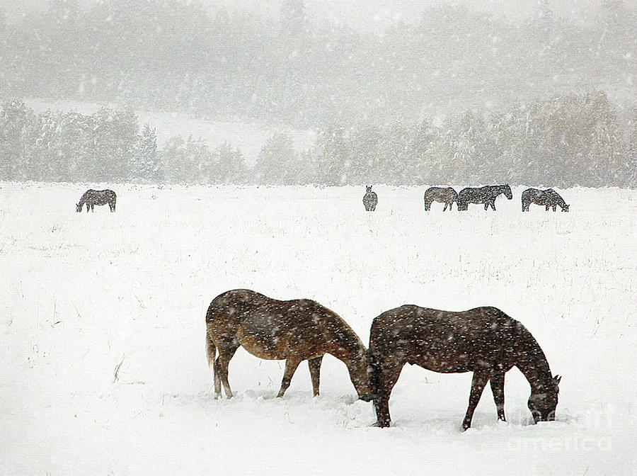 Horses and Snow Photograph by Clare VanderVeen