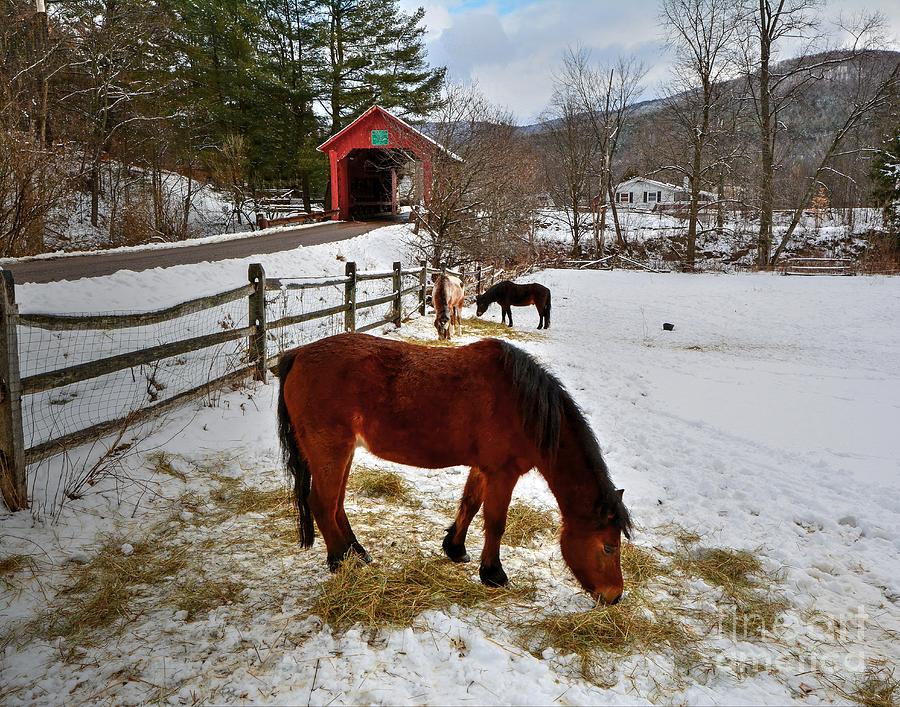 Horses and the Covered Bridge Photograph by Steve Brown