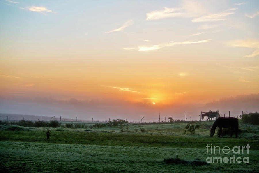 Horses at Daybreak Photograph by David Arment