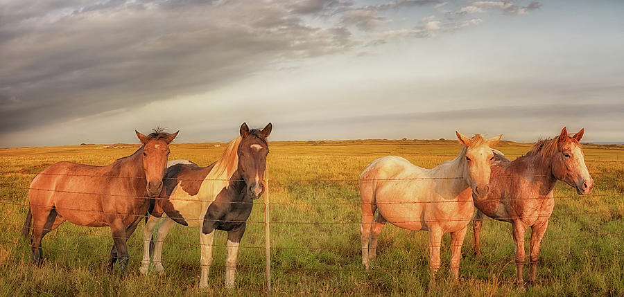 Horses at Kalae Photograph by Susan Rissi Tregoning
