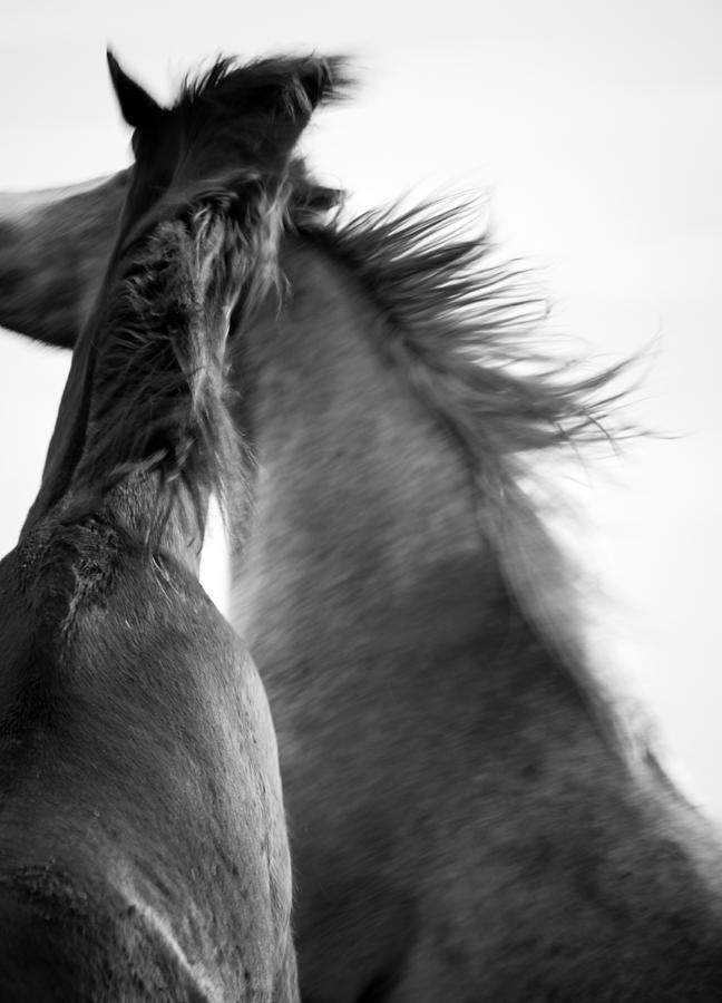 Horses at Play Black and White Photograph by Toni Thomas