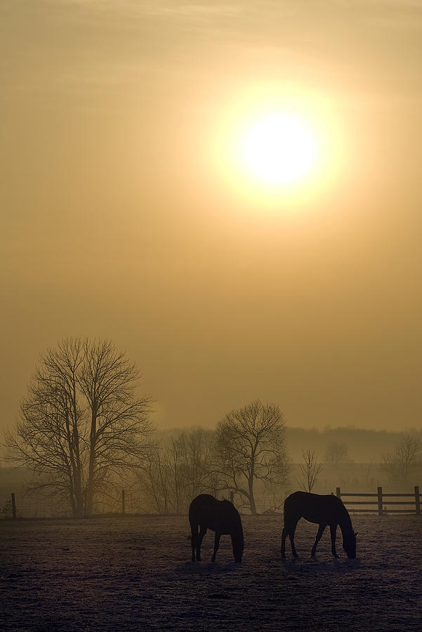 Horses at Sunrise-2 Photograph by Steve Somerville