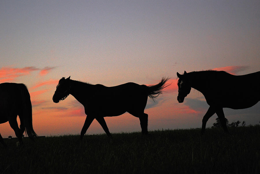 Horses at Sunrise Photograph by James Kirkikis