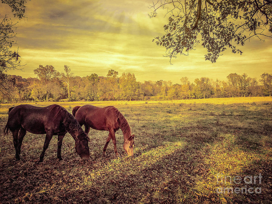 Horses at Sunset Photograph by Peggy Franz
