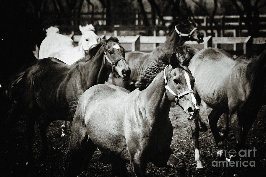 Horses Black and White Photograph by Dimitar Hristov