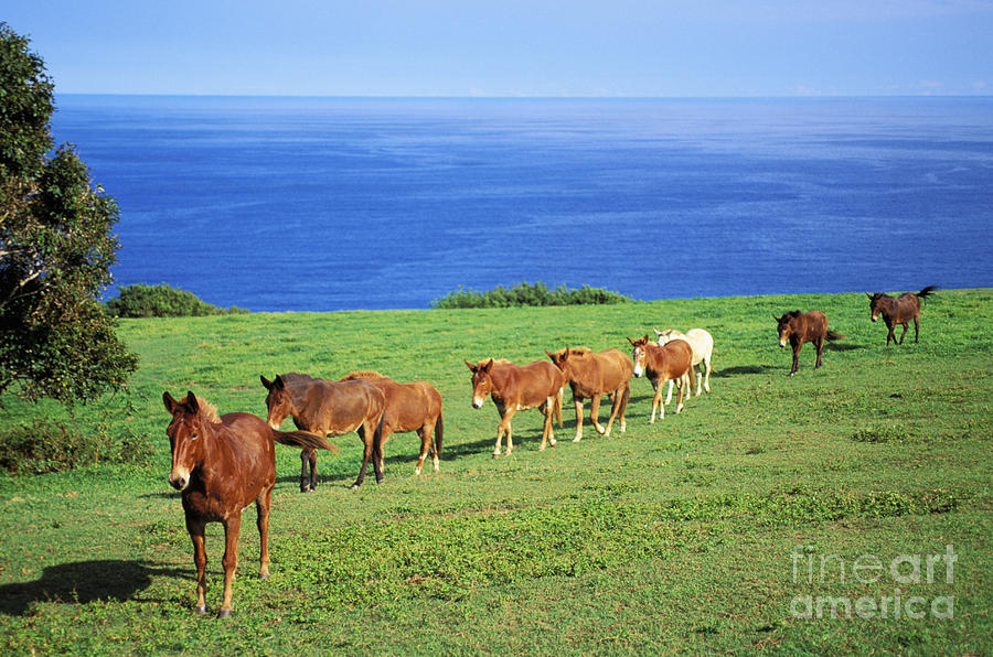 Landscape Photograph - Horses by Bob Abraham - Printscapes