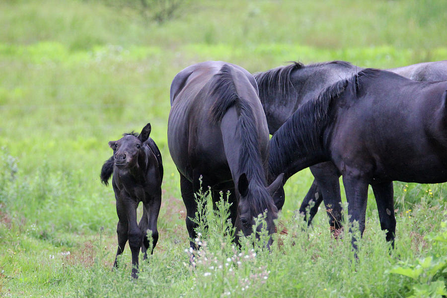 Horses Photograph by Brook Burling
