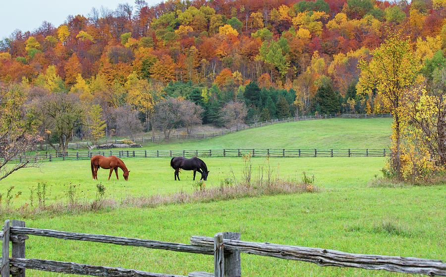 Horses contentedly grazing in fall pasture Photograph by Peter Pauer ...