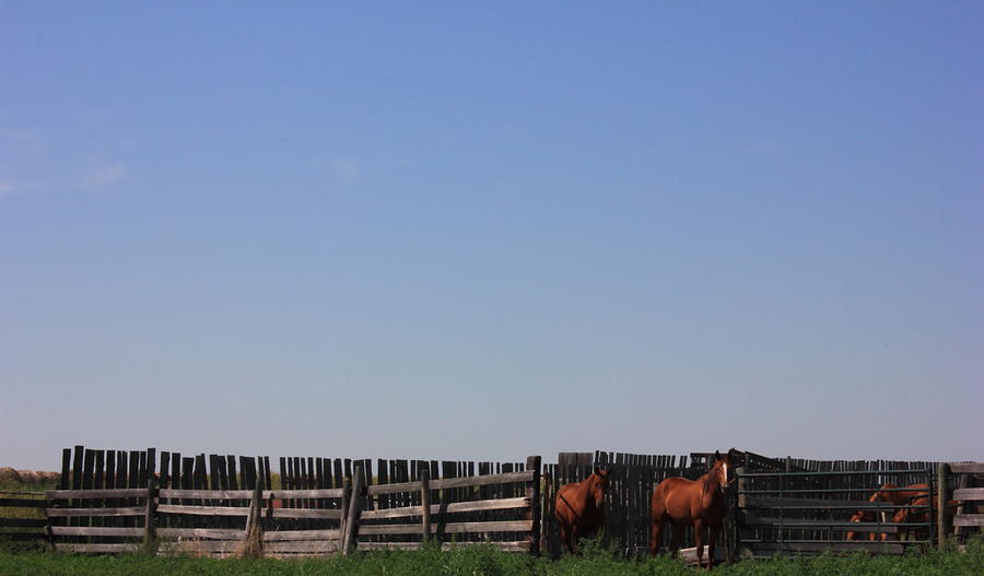 Horses - corrals - and Alberta prairie sky Photograph by Jim Sauchyn