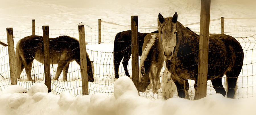 Horse Photograph - Horses by Craig Incardone