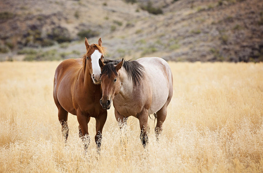 Horses Photograph by Deborah Penland
