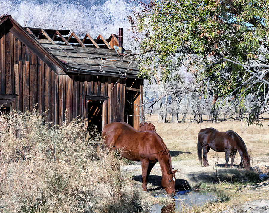 Horses Drinking Beside The Shack Photograph