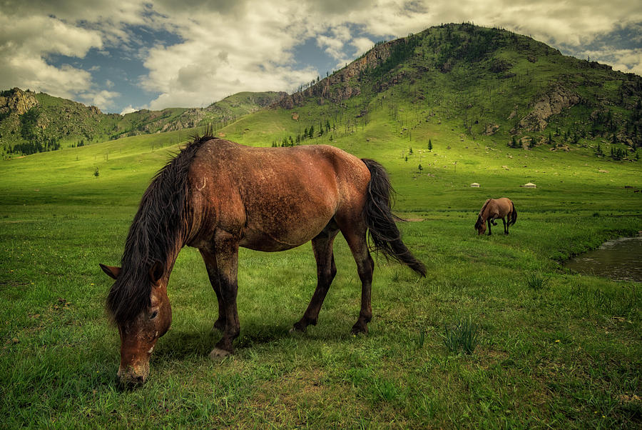 Horses Eating Grass Photograph by Bo Nielsen