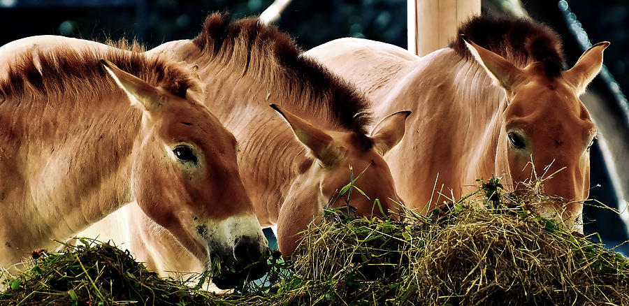 Horse Photograph - Horses Eating Hay by Mountain Dreams