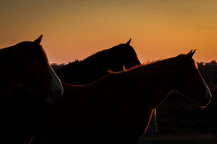 Horses Evening Glow by Toni Thomas Horses Evening Glow by Toni Thomas