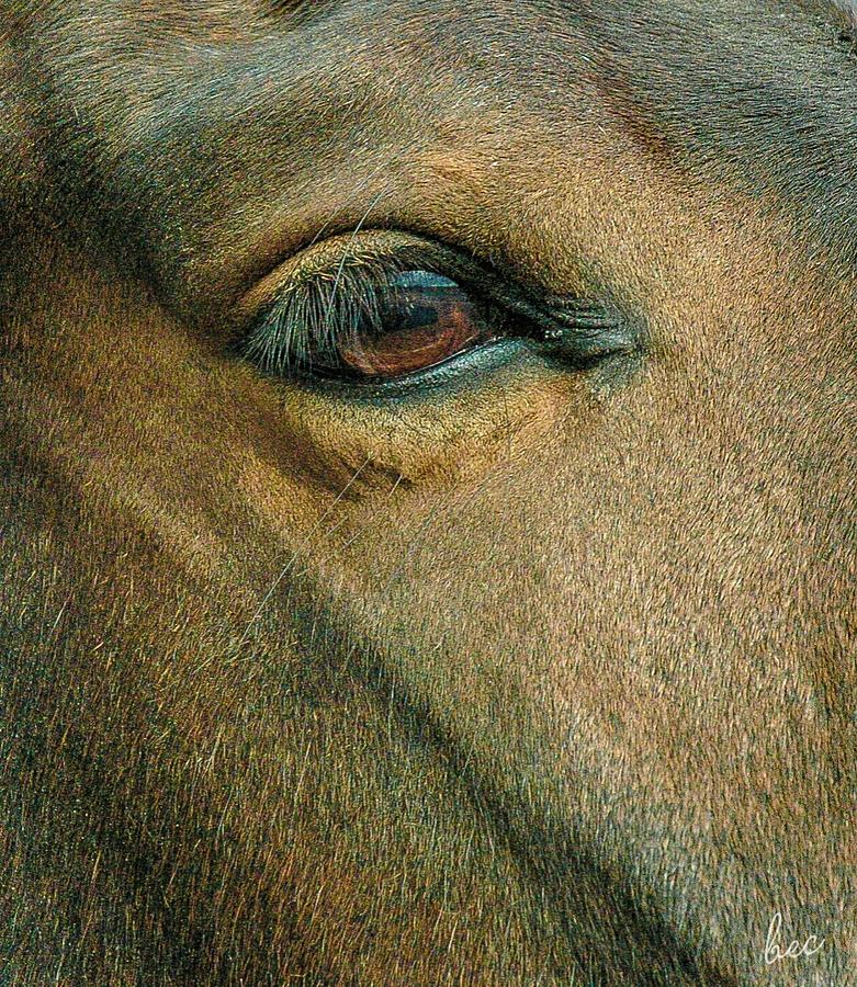 Horses eye Photograph by Bruce Carpenter
