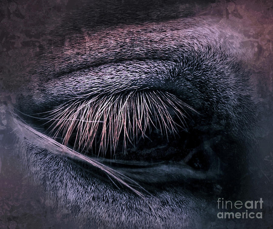 Horses Eye-Color Photograph by Toma Caul