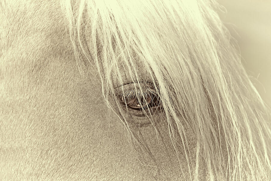 Horses Eye Portrait Beige Photograph by Jennie Marie Schell