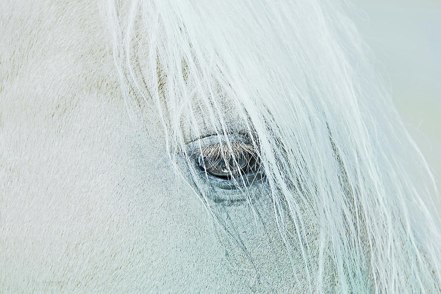 Horses Eye Portrait Photograph by Jennie Marie Schell