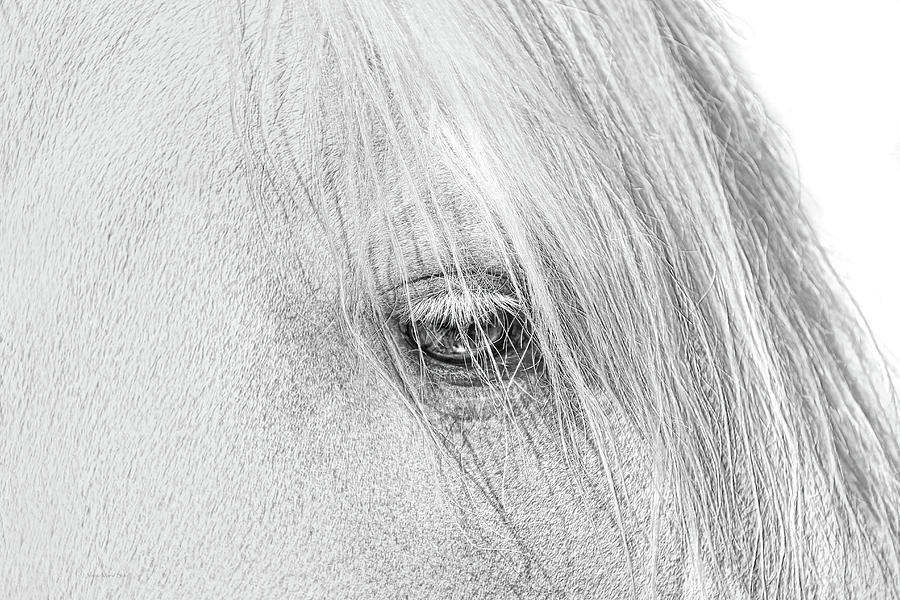 Horses Eye Portrait Monochrome Photograph by Jennie Marie Schell