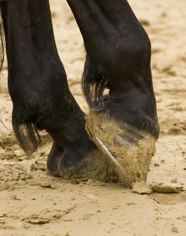 Animal Photograph - Horses feet by Ian Middleton