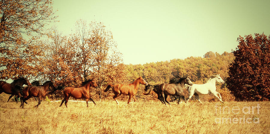 Horses Galloping in The Autumn Field Photograph by Dimitar Hristov