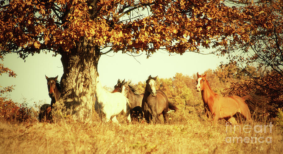Horses Galloping in The Autumn Tree Photograph by Dimitar Hristov