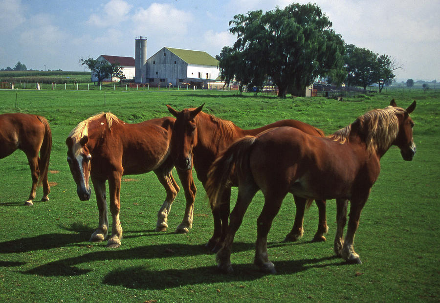 Horses graze in Amish homestead pasture Photograph by Blair Seitz