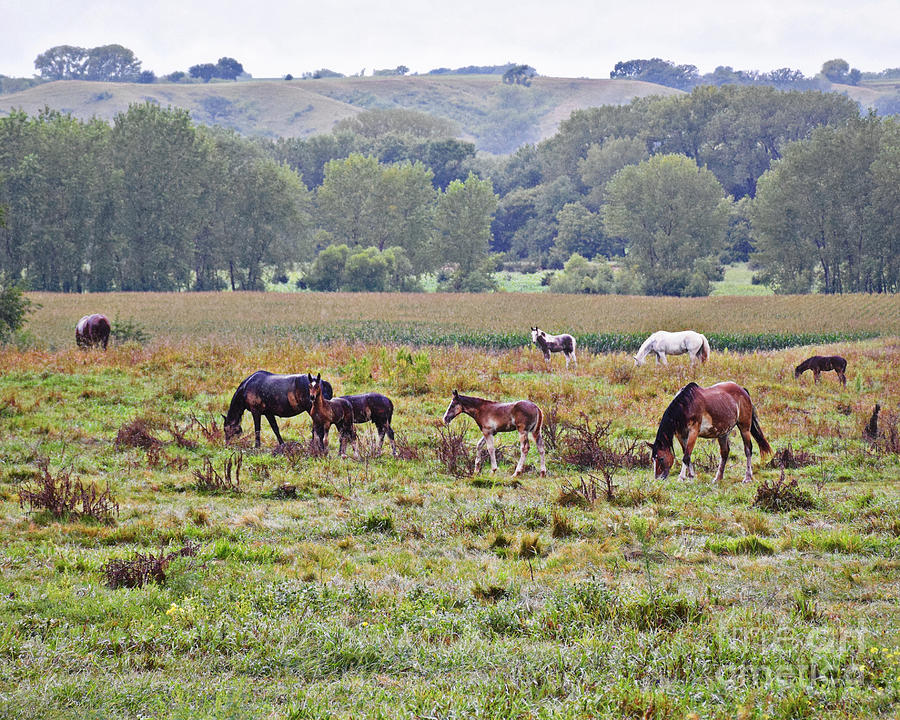 Horses Graze On A Rainy Day  Photograph by Kathy M Krause