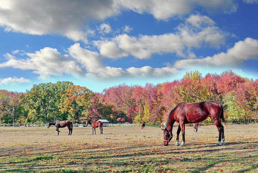 Horses grazing at a stable in Maryland Photograph by Patrick Wolf