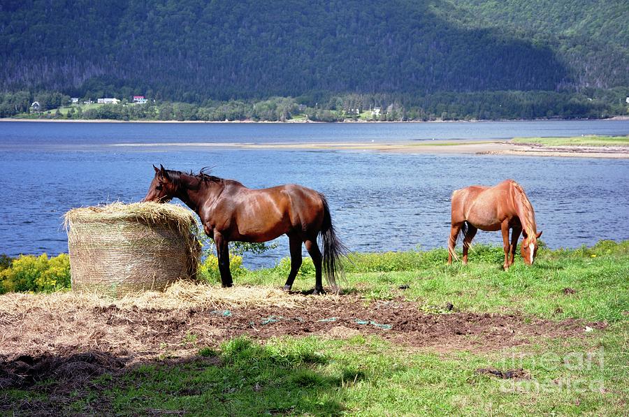 Animal Photograph - Horses Grazing By Ocean by Elaine Manley
