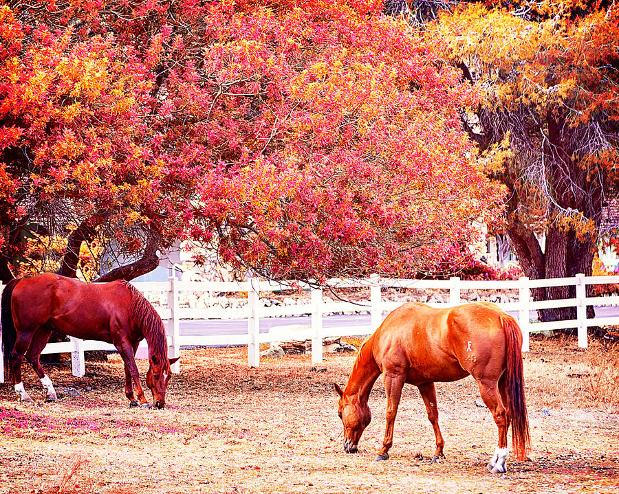 Horses, grazing Photograph by Camille Lopez