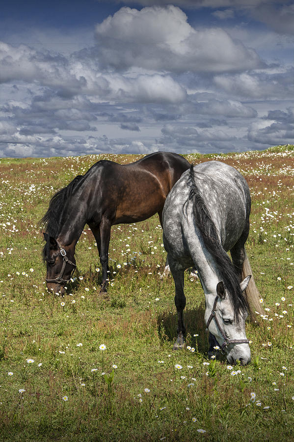 Horses grazing in a Pasture with Daisies under a Cloudy Sky Photograph by Randall Nyhof