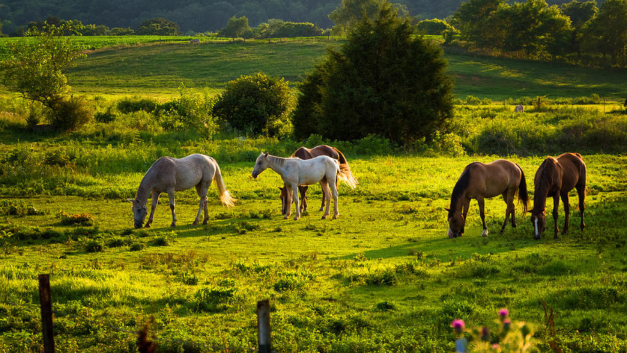 Horses Grazing in Evening Light Photograph by Lori Coleman