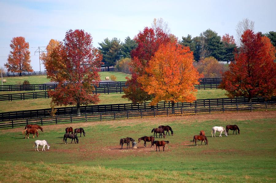 Horses Grazing in the Fall Photograph by Sumoflam Photography
