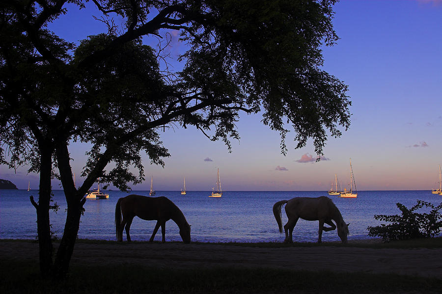 Horses Grazing- St Lucia Photograph by Chester Williams