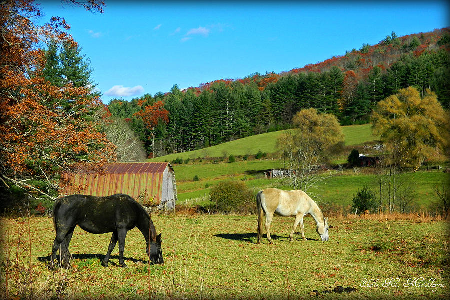 Horses Grazing the Pasture Photograph by Sheila Kay McIntyre