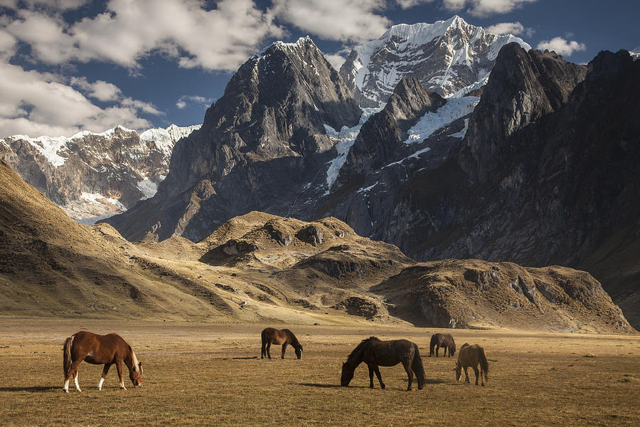 Animal Photograph - Horses Grazing Under Siula Grande by Colin Monteath