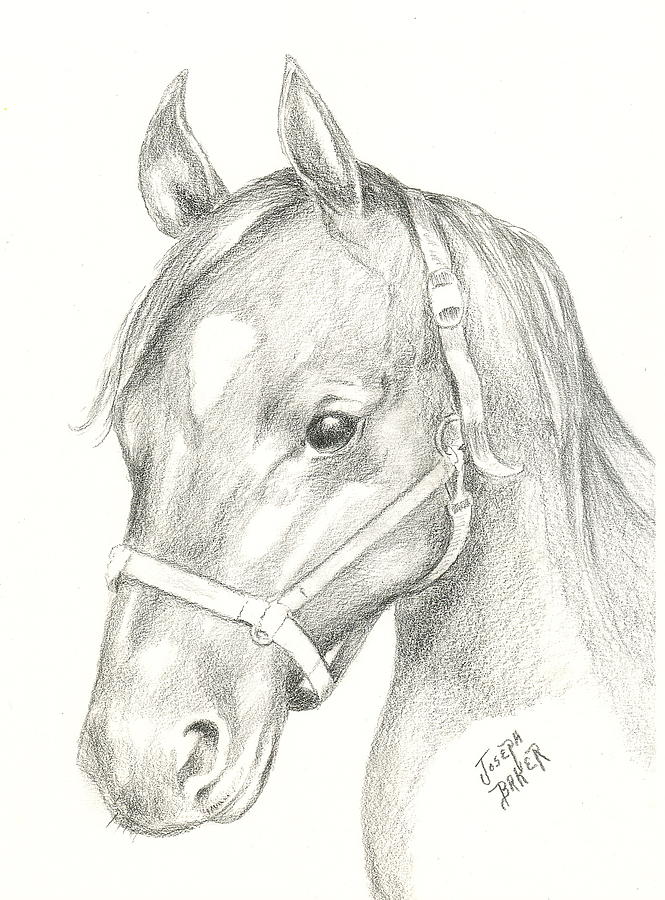 Horse's Head Drawing by Joseph Baker