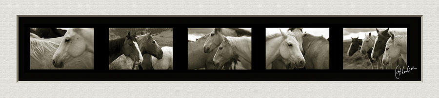 Horses Horizontal 2 Photograph by Christine Hauber