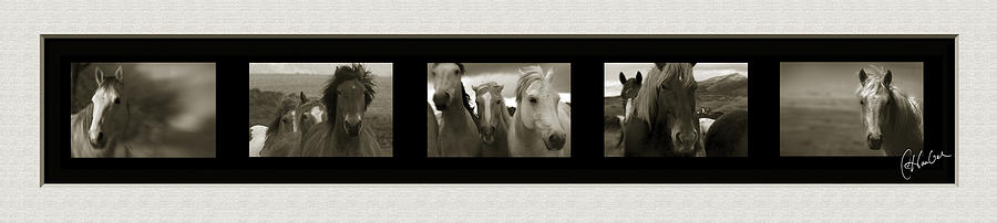 Horses Horizontal Photograph by Christine Hauber