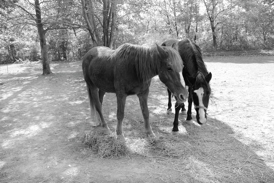 Horses in a Field Photograph by Angela Murdock