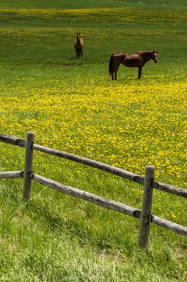Horse Photograph - Horses In A Field by Ray Sheley