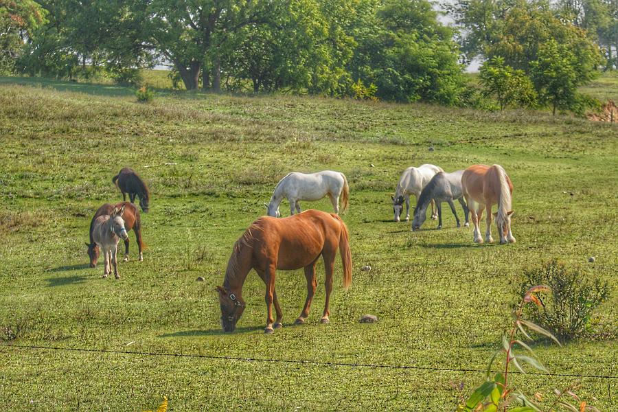 1003 - Horses in a Pasture I Photograph by Sheryl L Sutter