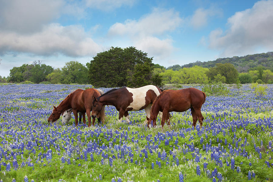 Horses in a Spring Bluebonnet Field 1 Photograph by Rob Greebon
