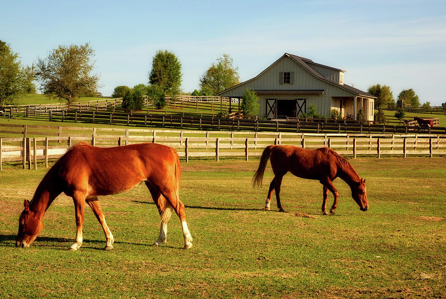 Horse Photograph - Horses In Alabama by Mountain Dreams