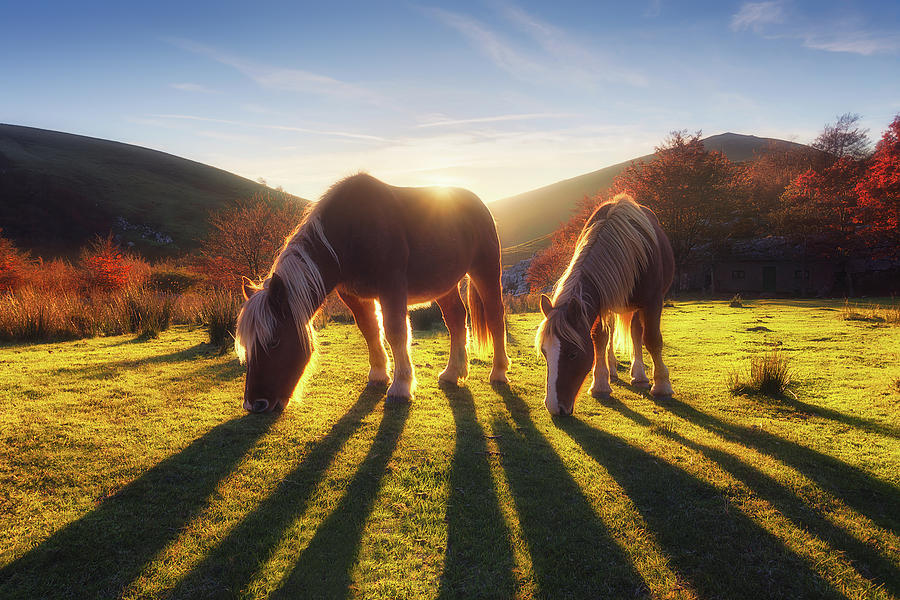 Horses in Austigarmin Photograph by Mikel Martinez de Osaba