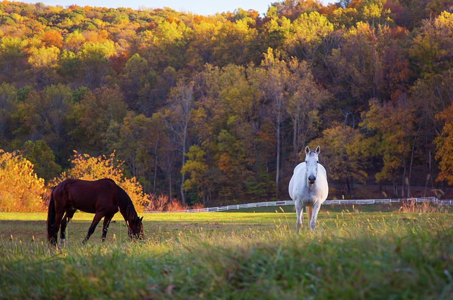 Horses In Autumn Photograph