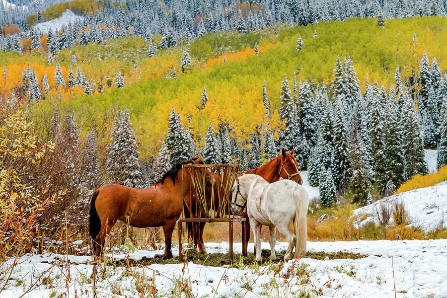 Horses in Autumn Mountain Scene with Snow Photograph by Teri Virbickis